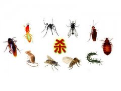 广州黄埔南岗专业驱虫公司，物业小区除四害，清除蟑螂老鼠