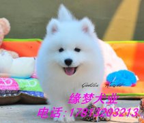 出售纯种萨摩幼犬 北京萨摩幼犬多少钱 萨摩犬舍