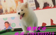 出售纯种萨摩幼犬 北京萨摩幼犬多少钱 萨摩犬舍
